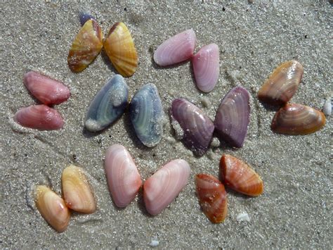  Coquina:  With Its Remarkably Adaptive Shell Structure, Can This Tiny Bivalve Truly Conquer Intertidal Zones?