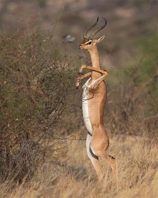  Gerenuk! สัตว์กินพืชที่สามารถยืนได้ด้วยขาหลังสองข้างเท่านั้น!