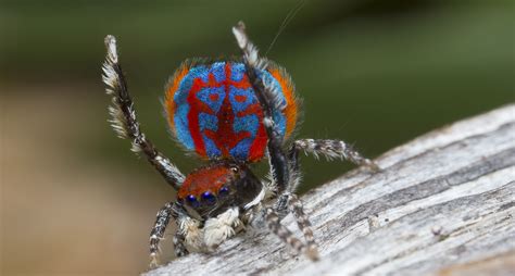   Jumping Spider มีพิษร้ายหรือเปล่าและชอบอาศัยอยู่ที่ไหน