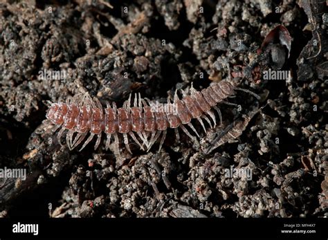  Polydesmus:  A Millipede Marvel Hiding in Your Backyard With Its Countless Legs!