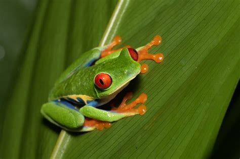  Red-Eyed Tree Frog: A Master of Disguise with Striking Crimson Orbs!