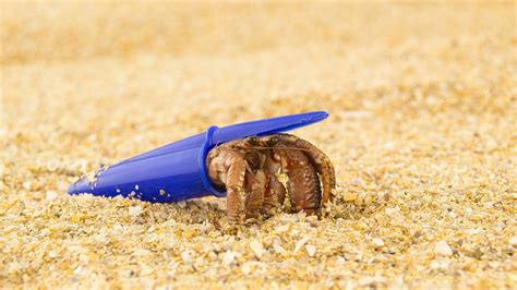  Hermit Crab! An Unusually Shell-Shocked Creature With Extraordinary Adaptability