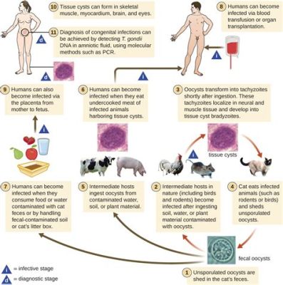  Microsporidia: สาหรีของโลกจุลภาคที่ทำให้เกิดโรคในสัตว์และมนุษย์!