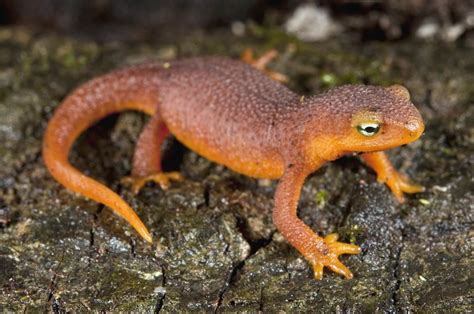  Newt:  A Master of Camouflage With an Appetite for Invertebrates!