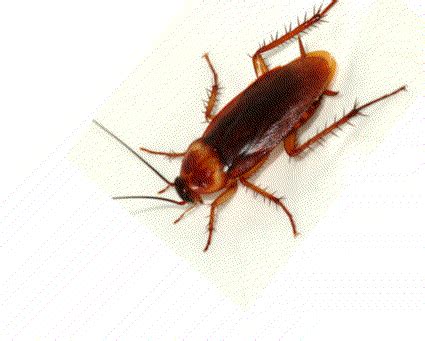 Oscellated Cockroach: Can This Colorful Insect Survive in Your Home Without Causing Panic? 