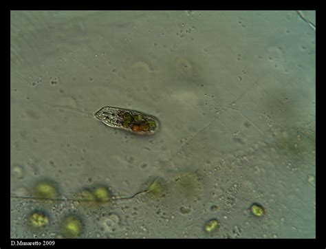  Peranema:  A Tiny Terror of the Microscopic World That Engulfs Its Prey with Powerful Pseudopodia!