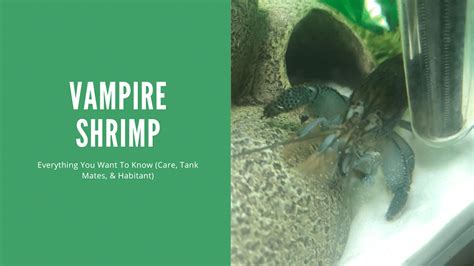  Vampire Shrimp! เรียนรู้วิถีของผู้ล่าที่แอบอ้างเป็นผู้กวาดล้าง