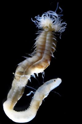  Xiphosome: Can This Deep-Sea Worm's Bristles Really Glow in the Dark?