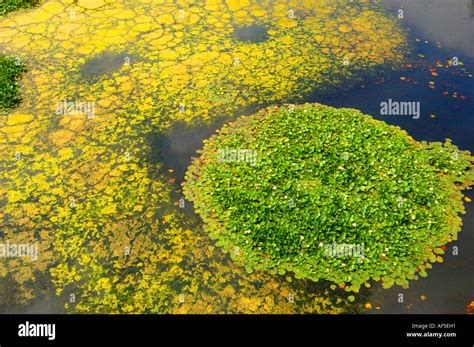 Yellow-Green Algae: Unraveling the Mystery of Tiny Photosynthetic Powerhouses That Dance with Sunlight!